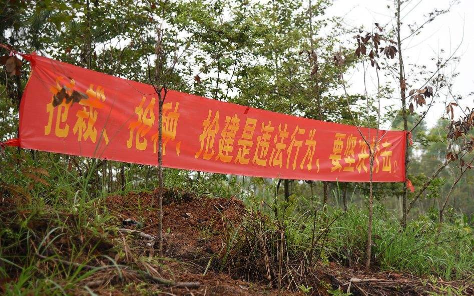 征地前抢栽林木骗补400余万被判诈骗罪，你还敢抢栽吗？